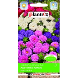 Aster-chiński-karłowy-MIX-a-1g-ST/Pl
